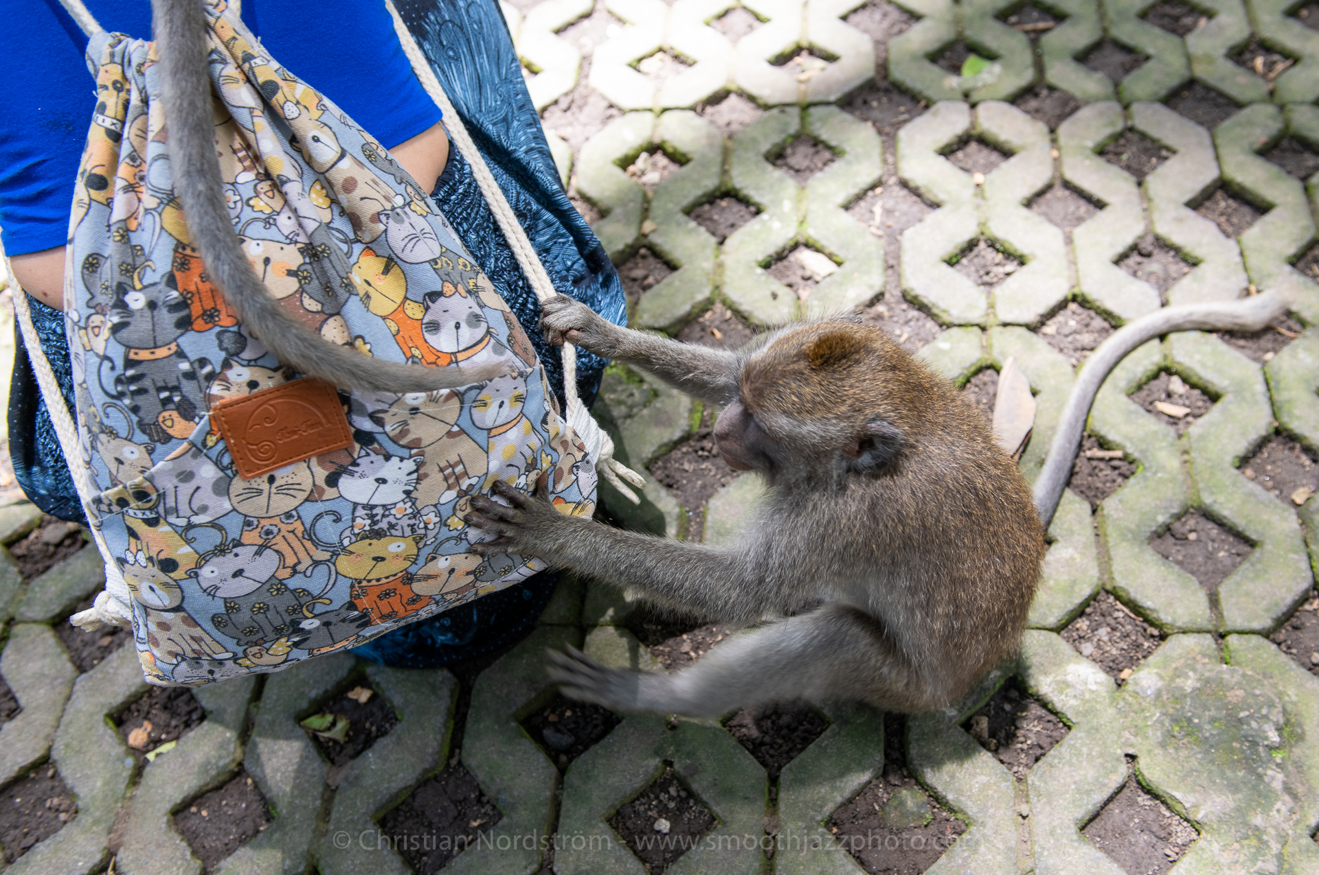 UbudMonkeyForest 005