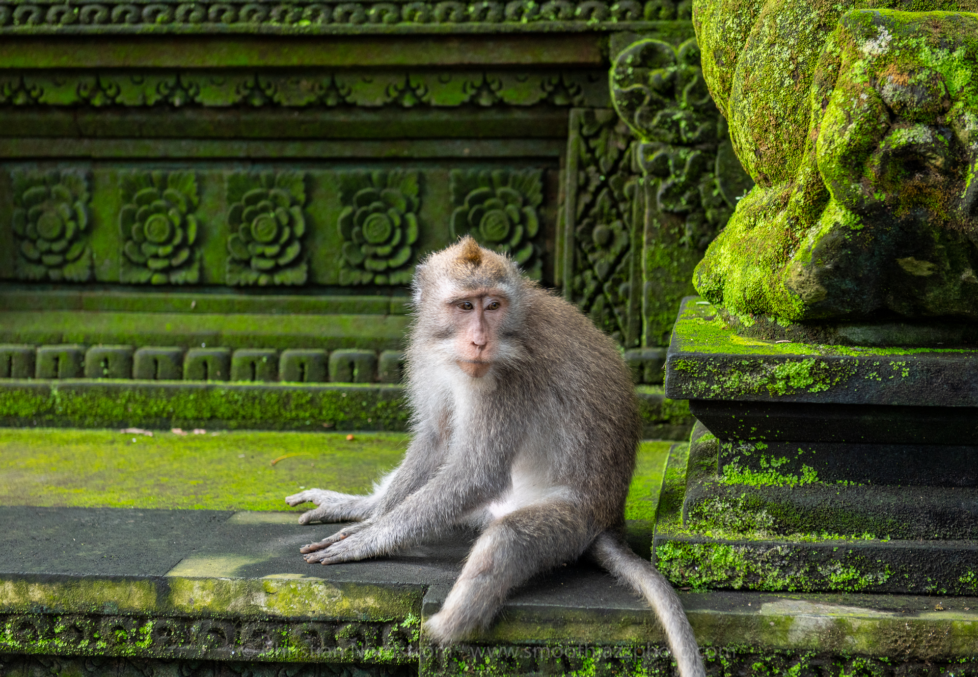 UbudMonkeyForest 007
