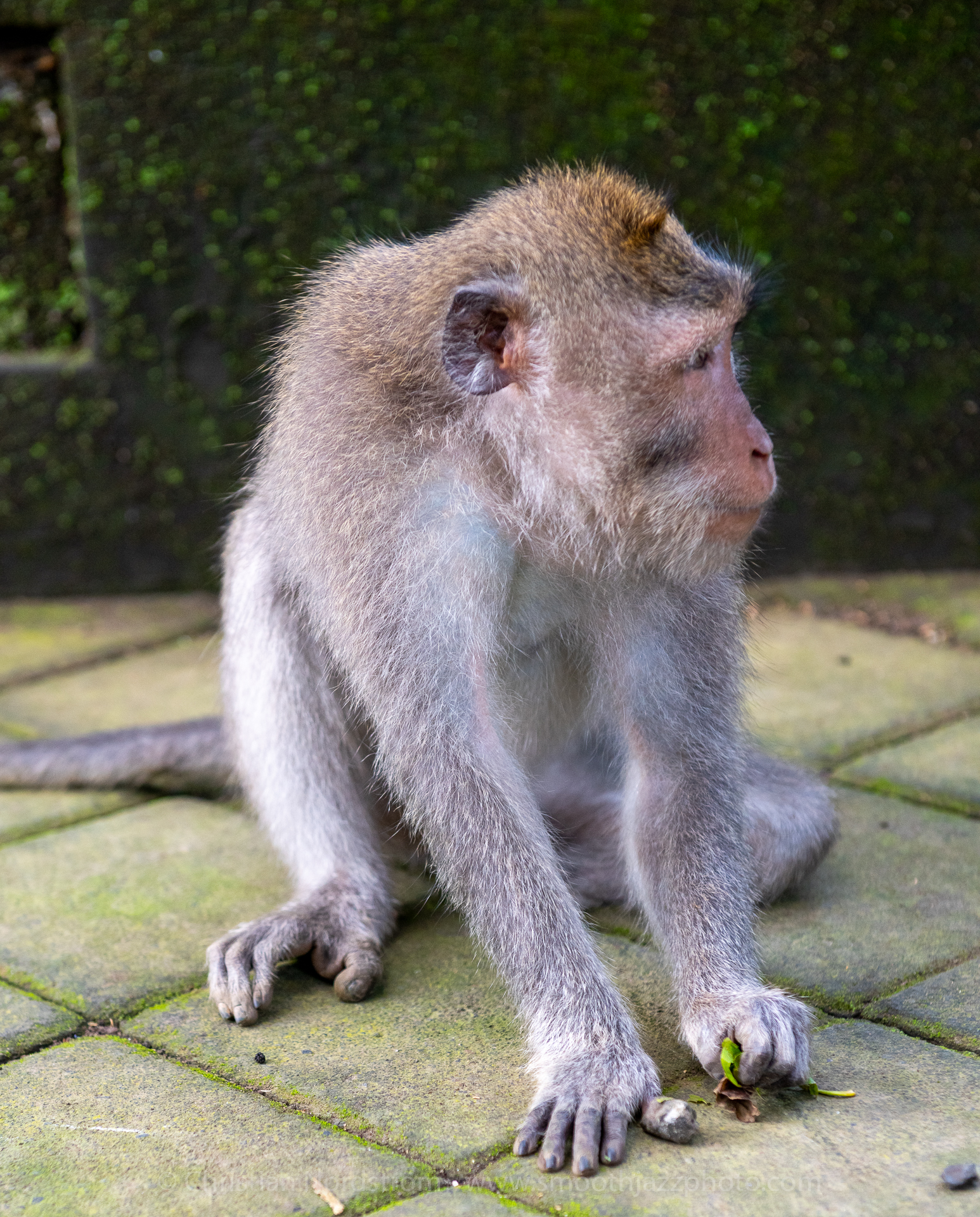 UbudMonkeyForest 008