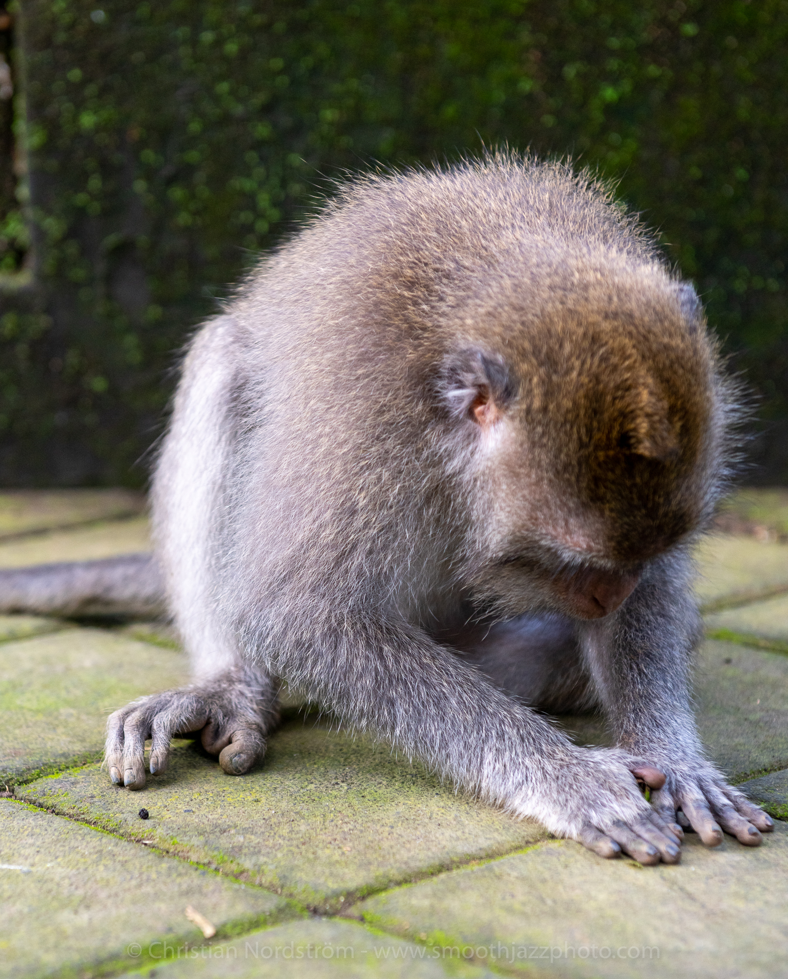 UbudMonkeyForest 009