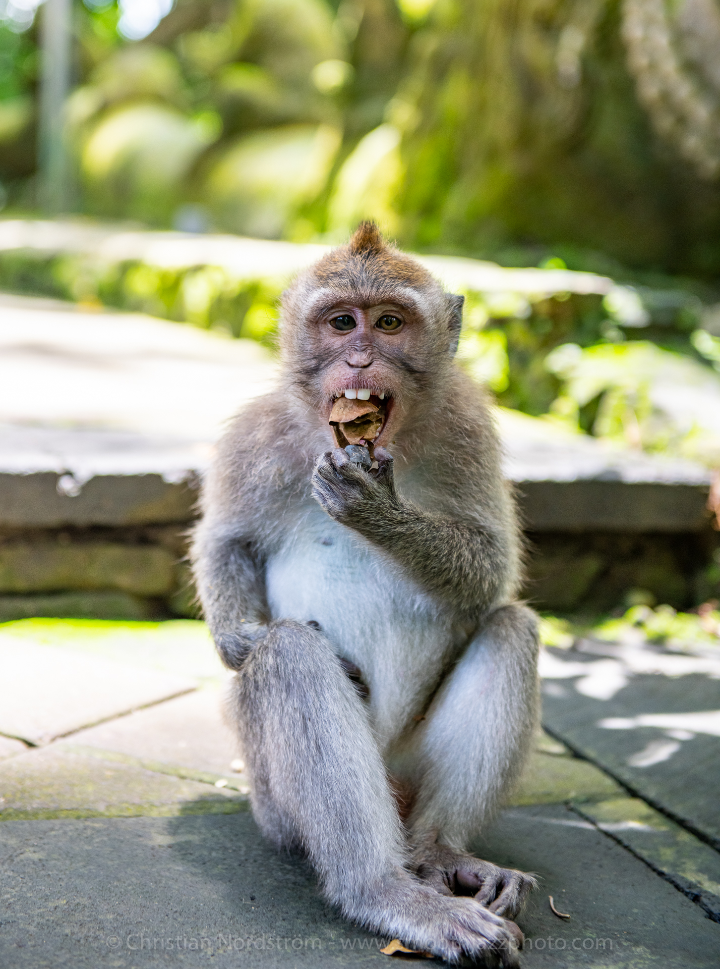 UbudMonkeyForest 015