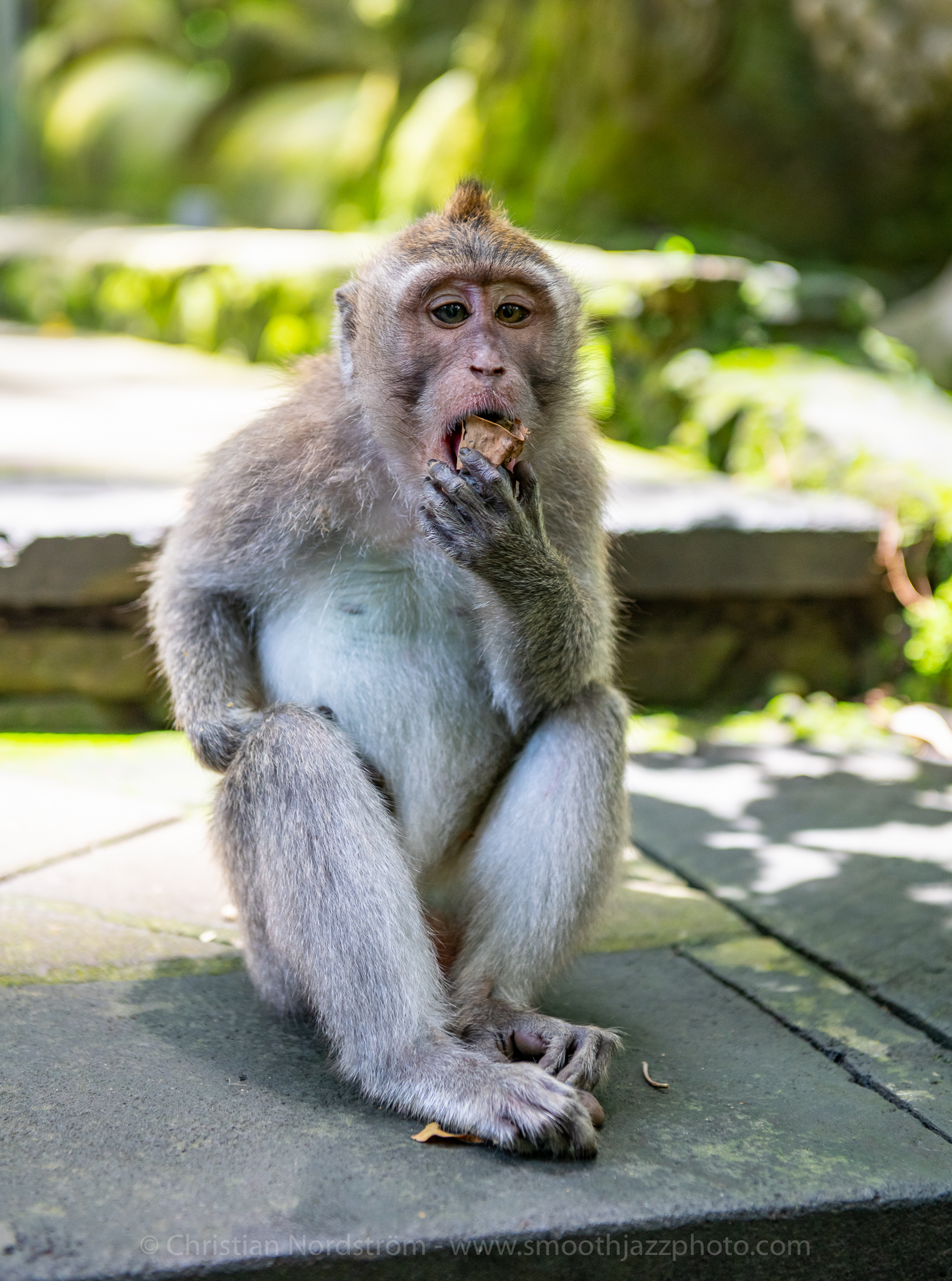 UbudMonkeyForest 018