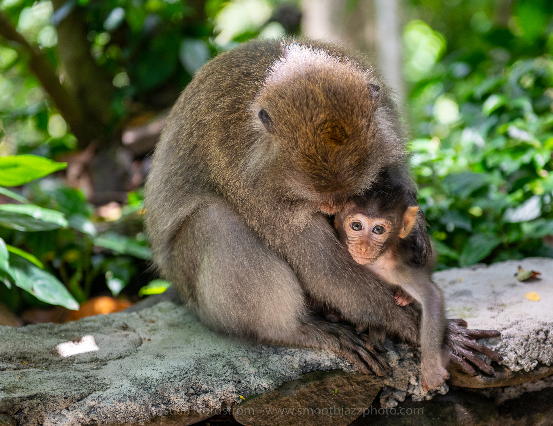 UbudMonkeyForest 019