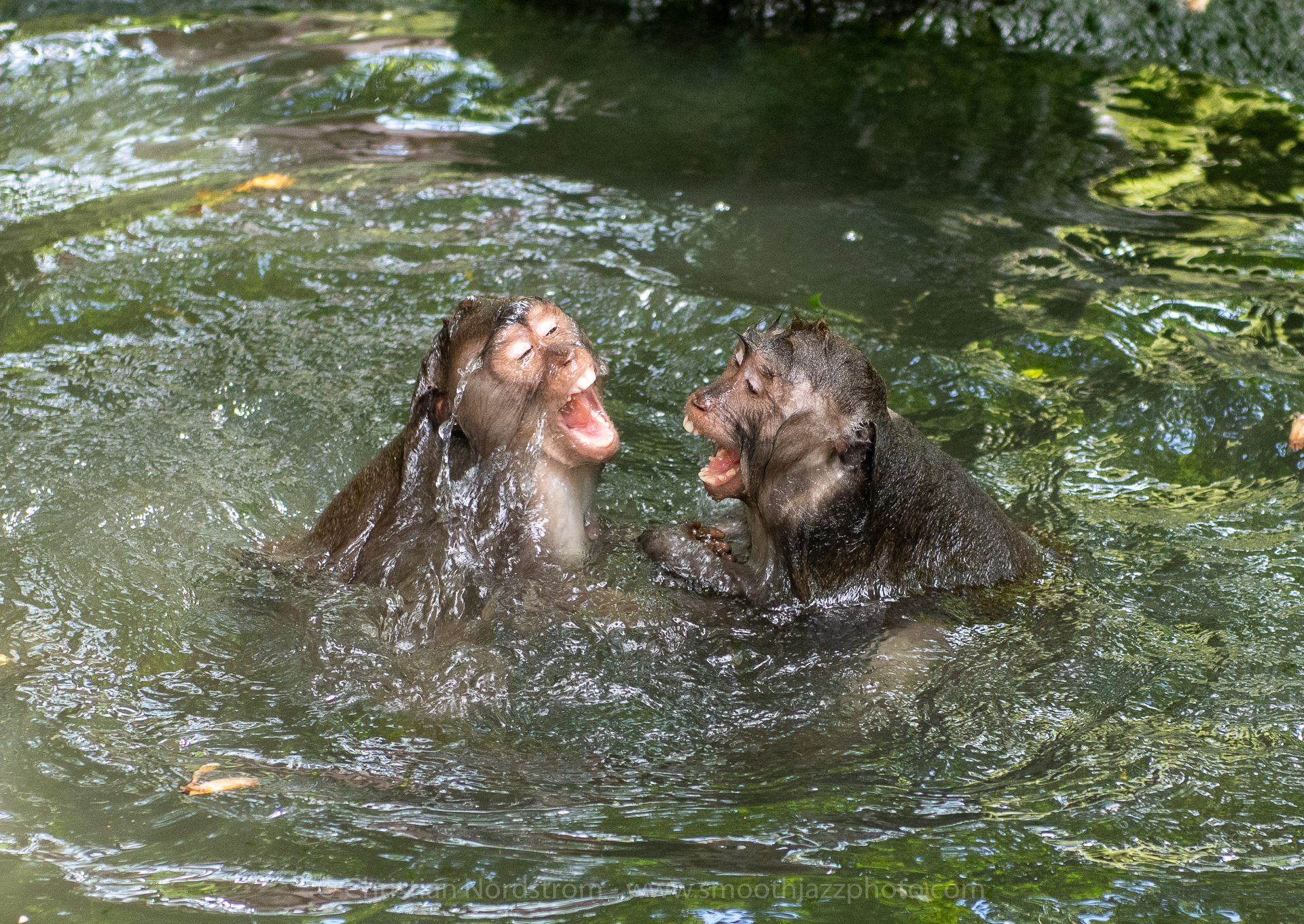 UbudMonkeyForest 024