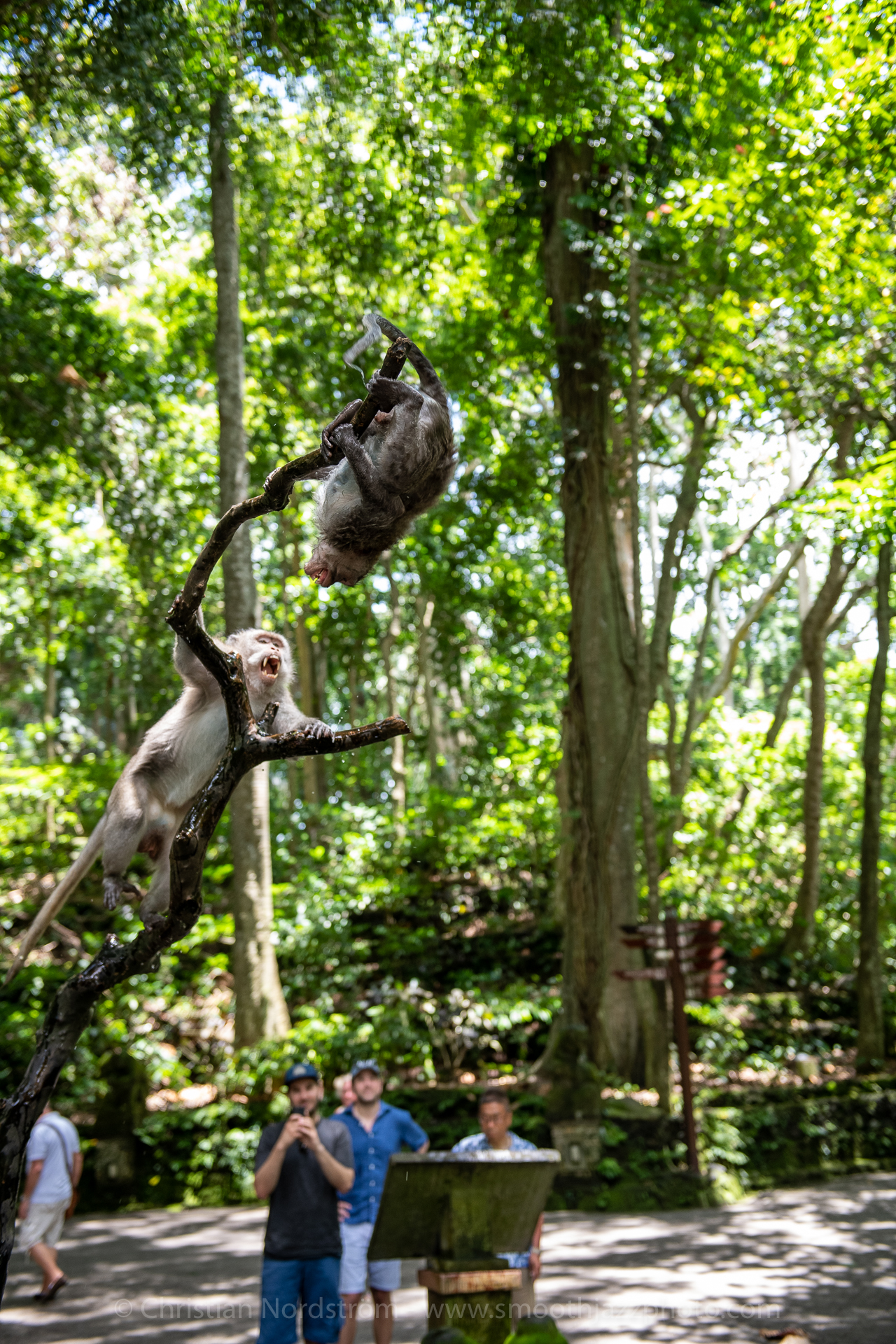 UbudMonkeyForest 027