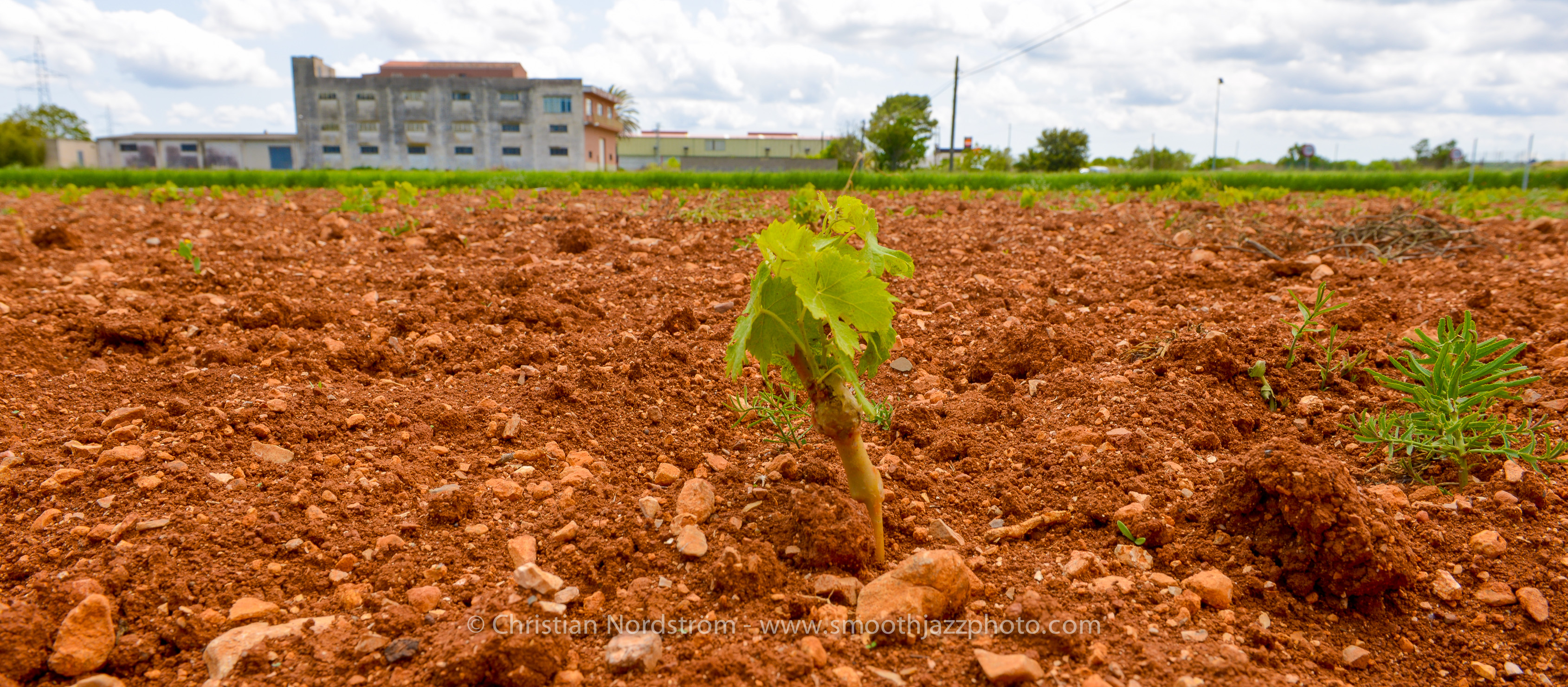 SmoothJazzMallorca2013 Bodega 28