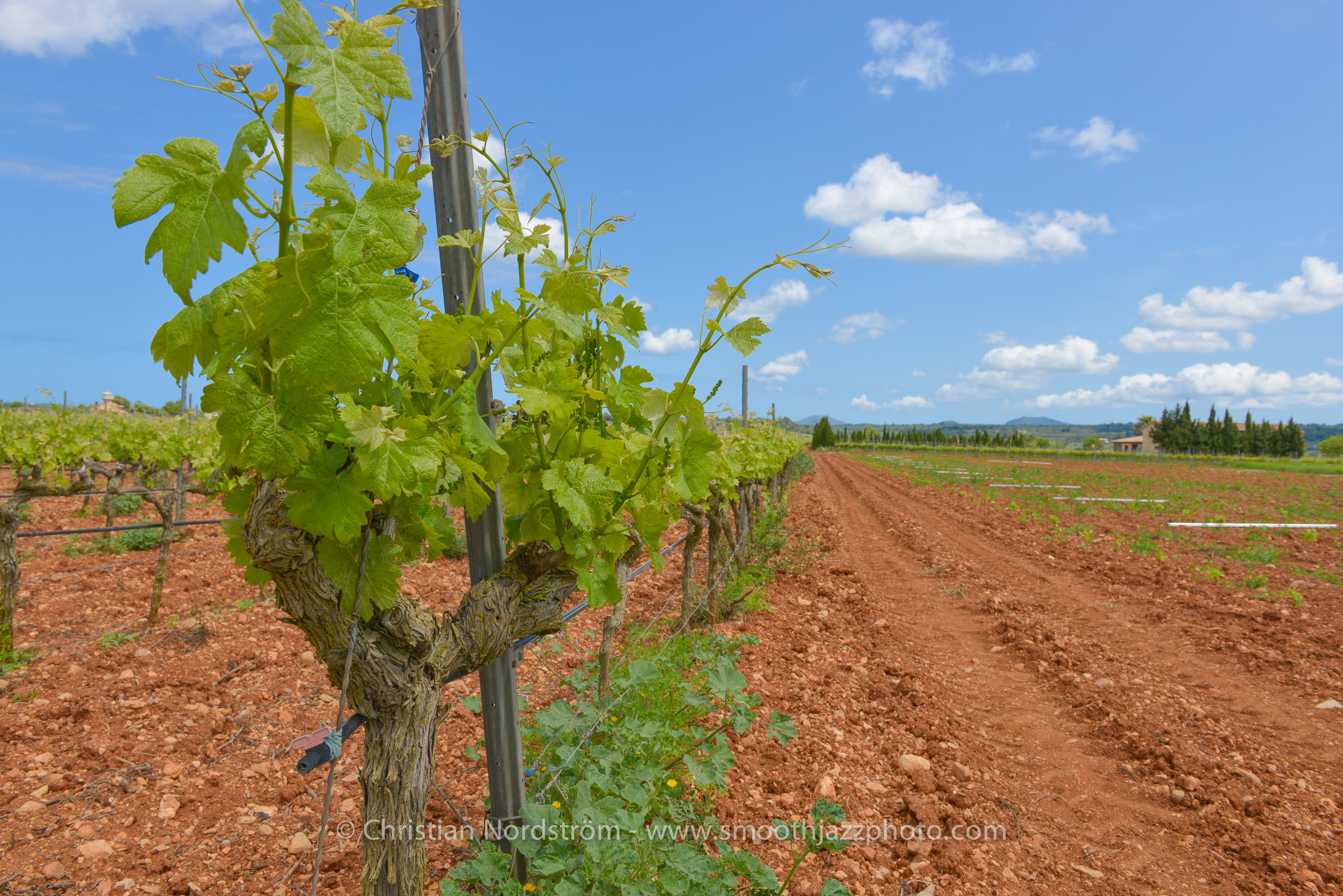 SmoothJazzMallorca2013 Bodega 30