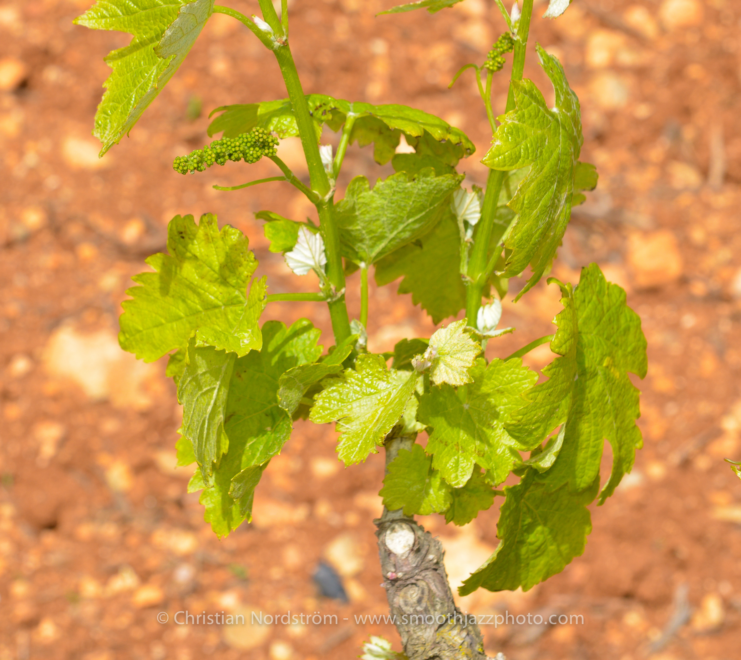 SmoothJazzMallorca2013 Bodega 32